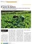 distribución revista Variabilidad para las variedades de Brassica El grelo de Galicia