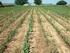 TABLA DE CONTENIDO Riego de maíz y sorgo en suelos de Basalto en sistemas de producción ganaderos