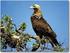 Águila imperial ibérica Águila pescadora Algunas lecciones aprendidas