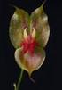 CONTENIDO. Una nueva especie de Lepanthes (Orchidaceae) de Colombia Sebastián Vieira-Uribe y Bruno Larsen... 5