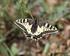 Papilio machaon, (Linnaeus, 1758) Cuaderno de campo Noviembre 2013