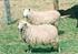 Comportamiento productivo y reproductivo de ovinos Pelibuey en un sistema de pariciones aceleradas con tres épocas de empadre al año