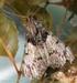 El Gusano Tejedor de la Caoba, Macalla thyrsisalis Walker (Insecta: Lepidoptera: Pyralidae: Epipaschiinae) 1