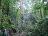 Diversidad arborea del bosque tropical húmedo de la Estación Experimental El Padmi, Zamora Chinchipe