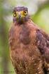 Distribución y estatus de las aves rapaces (Falconiformes y Estrigiformes) de la provincia de Granada ( )