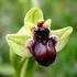 Sistemas de polinización de cinco especies de orquídeas creciendo bajo condiciones de invernadero