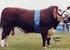 Boletín de carne bovina: tendencias de producción, precios y comercio exterior Marzo 2014