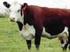 La ganadería bovina del Uruguay del siglo XXI
