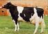 Estrategias de monitoreo de la vaca lechera en transición