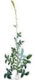 AGRIMONY (Agrimonia eupatoria) - Agrimonia Agrimònia