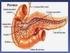 Digestión pancreática e intestinal