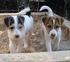 Parson y Jack Russell Terrier: Origen y diferencias
