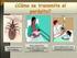 Importancia de la enfermedad de Chagas en Corrientes demostrada por el xenodiagnóstico
