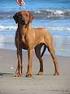 (Rhodesian Ridgeback)