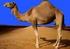 Bienvenidos al Camello