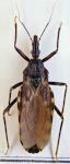 Detección de triatominos (Hemiptera: Reduviidae) en ambientes domésticos y extradomésticos. Corrientes, Argentina
