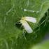 Control de adultos de mosca blanca Bemisia tabaci con los insecticidas XDE-204, XDE-203, Imidacloprid y Acetamiprid. Quintin Pitti Serrano