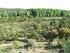 Gestión Forestal Sostenible y Certificación en Plantaciones de eucaliptos.