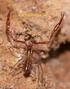 Descripción de cuatro nuevos pseudoscorpiones cavernícolas de Andalucía, España (Arachnida, Pseudoscorpionida, Chthoniidae)