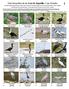 Guía fotográfica de las Aves de Zapotillo, Loja, Ecuador