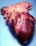 El corazón está formado por cuatro cavidades cardiacas: 2 aurículas y 2 ventrículos.