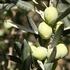 La Podredumbre radical del olivo y del acebuche
