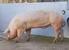 Calidad de las reses en cerdos mejorados, alojados en pistas al aire libre