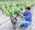 Operaciones en verde para mejorar la calidad de la uva