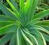 SÁBILA. Localización. Aloe barbadensis L. NOMBRE-s VULGAR-es: Sábila común. Pita zábila. Sábida. FAMILIA: LILIACEAE. Algo de la historia de la planta