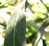 Monitoreo de la chinche del eucalipto Thaumastocoris peregrinus (Carpintero & Dellapé) en plantaciones de los departamentos de Alto Paraná y Caazapá