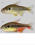 TAXONOMIC KEY FOR FISH BELONGING TO THE GENUS Creagrutus Günther (TELEOSTEI: OSTARIOPHYSI: CHARACIFORMES) OF MIDWESTERN VENEZUELA