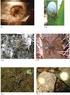 INSTITUTO SAN JOAQUIN DE FLORES. Entomología Tropical: Introducción a la Historia Natural de los Insectos y Arácnidos CRÉDITOS 3