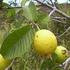 Crecimiento y desarrollo del fruto de guayaba (Psidium guajava L.) en Santa Bárbara, Estado Monagas, Venezuela. Cañizares A., D. Laverde y R.