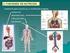Tema 4. Aparatos digestivo y respiratorio. La nutrición humana I. El cuerpo humano y sus funciones