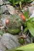 Lista de los cactus nativos y naturalizados de Cuba