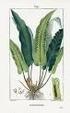 Botanic asppects. Asplenium marinum L. (ASPLENIACEAE) Botanic asppects. Número 1.2 (2015) Protocolo de germinación de. y cultivo de planta adulta.