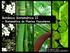 Botánica Sistemática II = Sistemática de Plantas Vasculares