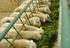 Alternativas para la producción de carne ovina en Nayarit, México