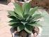 Agave attenuata Salm-Dyck AGAVACEAE Cuello de cisne