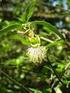 Avellanita bustillosii (Euphorbiaceae) especie en peligro de extinción