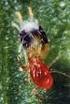 Control Biológico de Tetranychus urticae en cultivo en vivero de adelfa (Nerium oleander)