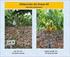 Avances en investigación sobre el comportamiento productivo del aguacate (Persea americana Mill.) bajo condiciones subtropicales