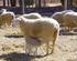 COMPOSICIÓN de la LECHE de OVEJAS PAMPINTA a lo LARGO de un PERÍODO de LACTACIÓN