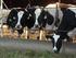 SECRETARIA DE LA REFORMA AGRARIA MANEJO DE BOVINOS PRODUCTORES DE LECHE