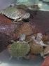 070 Trachemys scripta (Chelonii, Emydidae)