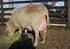 Manejo de la oveja lechera: Aspectos sanitarios