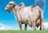Mejoramiento genético del ganado lechero el contexto global y local