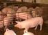 Situación y perspectivas de la producción porcina en Uruguay