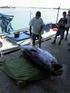 I. AVANCES USA. La pesca sostenible del atún tiene impactos en el clima 1 - aquí se explica por qué 2