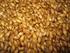 el trigo de otoño y la cebada nutrición y Sanidad vegetal Tratamientos fungicidas de cereales en secanos frescos de alta producción